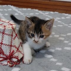 生後1ヶ月半　べにおちゃん里親募集