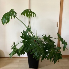 セローム