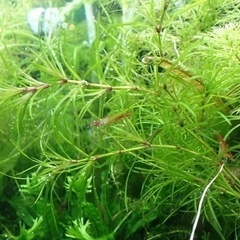 メダカの水草☘️ナヤス20本☘️大量❗️の画像