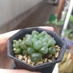 オブツーサ　①　ハオルチアの画像