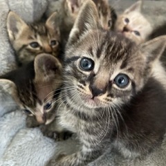 全部決まりました！ありがとうございます🙏赤ちゃん猫の飼い主募集し...