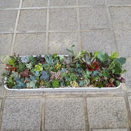 多肉植物 チマチマ寄せ