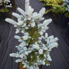 ホプシー　コロラドトウヒ　　約90ｃｍ　55000円