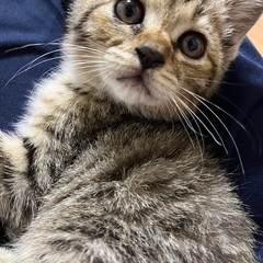 キジちゃん