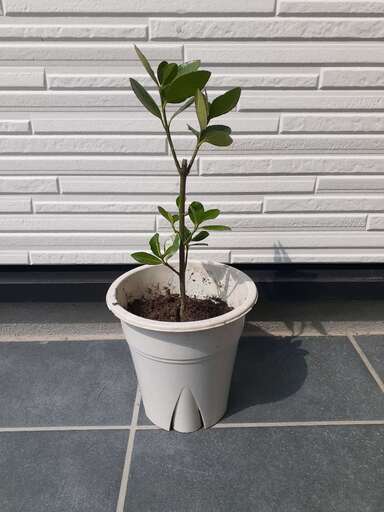 月桂樹・ポット苗・観葉植物・ハーブ