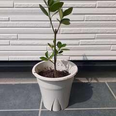 月桂樹・ポット苗・観葉植物・ハーブ