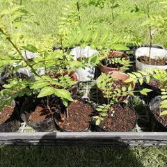 山椒の苗　