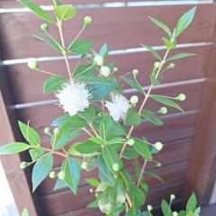 マートル(銀梅花)苗3本の画像