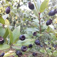 マートル(銀梅花)苗3本の画像