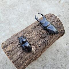 福島産　オオクワガタベアの画像