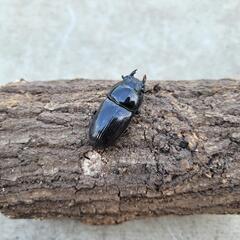 福島産　オオクワガタベアの画像