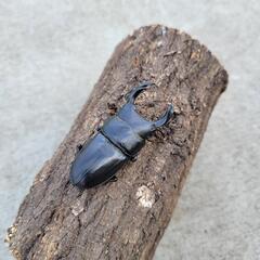 福島産　オオクワガタベア