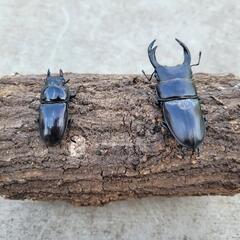 福島産　オオクワガタベアの画像