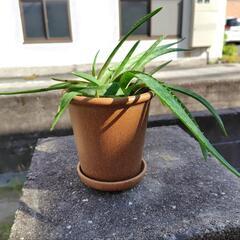 アロエベラ＆多肉植物の土5㌔