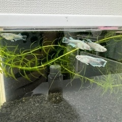 【取引中】エメキン 1ペア 