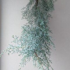 【天然✨アロマ】ブルーアイス枝６０cm ×３本束の画像