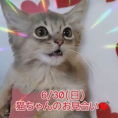 6/30（日）猫ちゃん達のお見合い(⋈◍＞◡＜◍)。✧♡ (譲渡...
