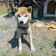 柴犬　 - 豊橋市