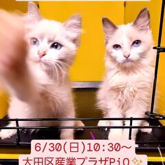6/30(日)譲渡会♪　生後2か月ラグドール兄弟ブルーポイントバ...