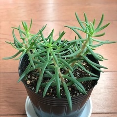 マツバギク　花色不明の画像