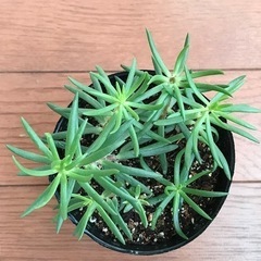 マツバギク　花色不明の画像
