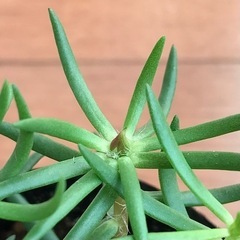マツバギク　花色不明の画像