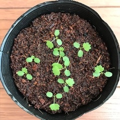 実生　ワイルドストロベリーの画像