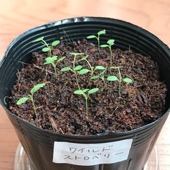 実生　ワイルドストロベリー