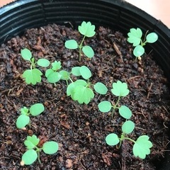 実生　ワイルドストロベリーの画像