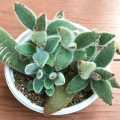 ウサギの葉挿しっ子　写真全部