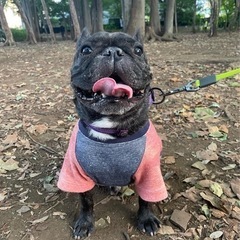 犬友募集！
