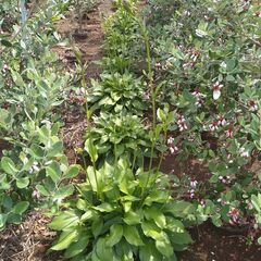 【植木・グランドカバー・庭木】ギボウシ　の画像