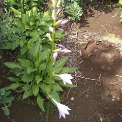 【植木・グランドカバー・庭木】ギボウシ　の画像