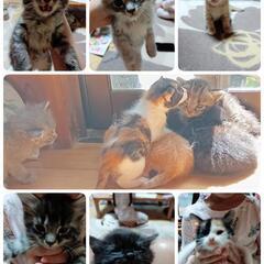 生後1ヶ月ちょっとの可愛い仔猫♡♡