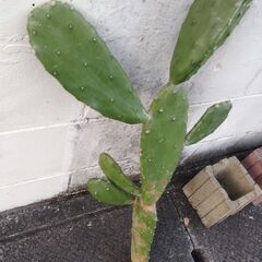 ウチワサボテン🌵の画像