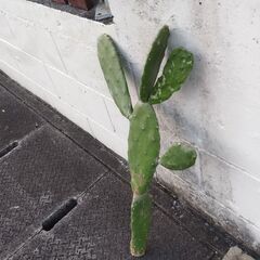 ウチワサボテン🌵の画像