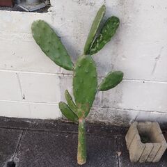 ウチワサボテン🌵の画像