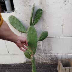 ウチワサボテン🌵