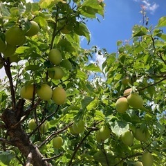 無農薬　青梅　1キロ