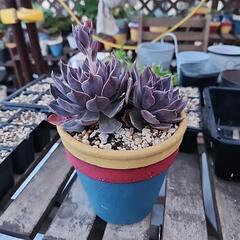 (お話し中)多肉植物リジョイス２頭