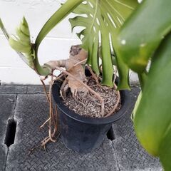 モンステラデリシオーサの画像