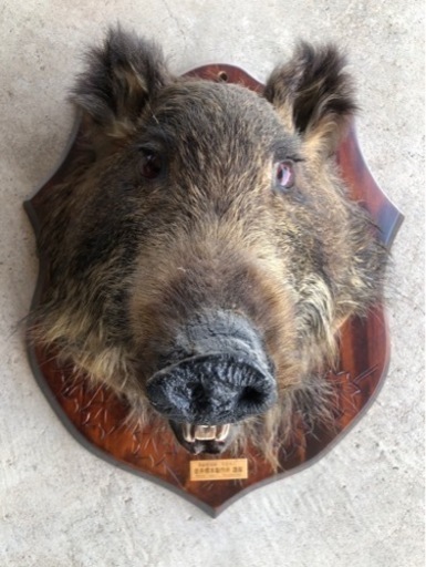 縁起を招く猪のイノ吉君