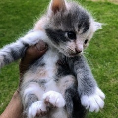 ☆この子達の新しい家族見つかりました。( ◠‿◠ ) - 筑西市