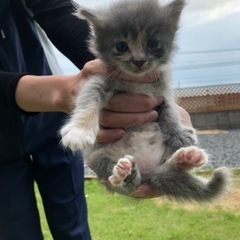 ☆この子達の新しい家族見つかりました。( ◠‿◠ ) - 猫
