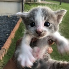 ☆この子達の新しい家族見つかりました。( ◠‿◠ ) − 茨城県