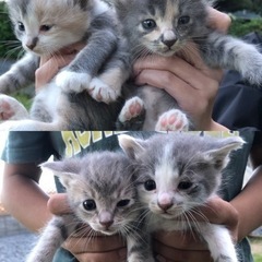 ☆この子達の新しい家族見つかりました。( ◠‿◠ )