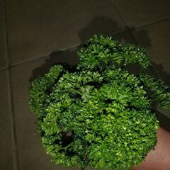 パセリ３０ｇ。無農薬で育てました🌱