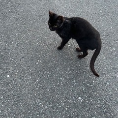 保護猫ですごく人懐っこいです