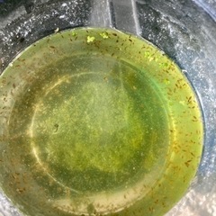 タイリクミジンコの画像