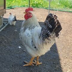 🐔 里親募集 無料譲渡 ひよこ ニワトリ 鶏 岡崎おうはん 5ヶ月 雄 1羽 🐔 - 村山市